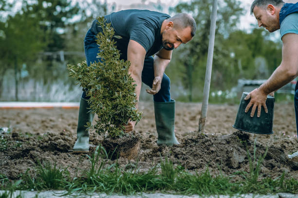 Best Tree Risk Assessment  in Towanda, KS