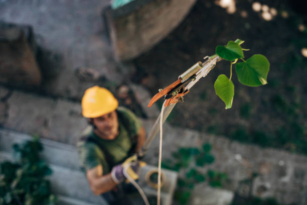 Best Tree Maintenance Programs  in Towanda, KS