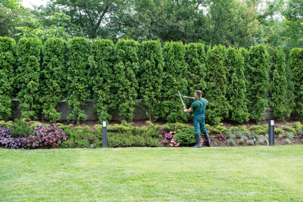 Best Artificial Turf Installation  in Towanda, KS
